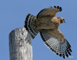 Buse  paulettes / Red- shouldered Hawk