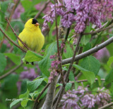 Chardonneret jaune  American Goldfinch 