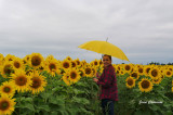 Rayon de Soleil