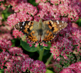 La Demoiselle / Painted Lady