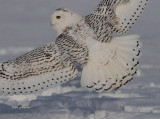 Harfang des Neiges ( Snowy Owl )
