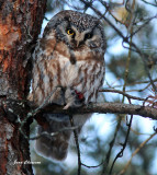 Nyctale de Tengmalm   ( Boreal Owl