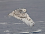 Harfang des Neiges( Snowy Owl )