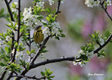 Paruline  Tte Cendre /Magnolia Warbler