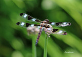 Libellule / Dragonfly 