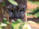 Cougars ( Puma ) Lion des Montagnes