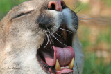 Cougars ( Puma ) Lion des Montagnes