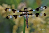 Libellule / Dragonfly