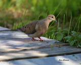 Tourterelle triste ( Mourning Dove)