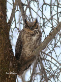 Grand Duc dAmrique - Great Horned Owl 
