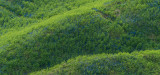 glendouglasbluebellbrackenskfb.jpg