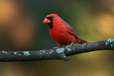 Mr Cardinal