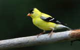American Goldfinch(m)