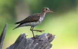 Spotted Sandpiper 