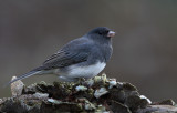 Junco Side View