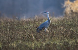 Sandhill Crane