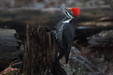 Ms Pileated