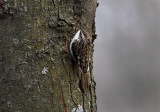 Brown Creeper