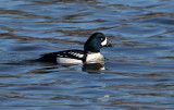 Barrows Goldeneye