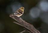 Winter  Goldfinch