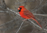 Winter Cardinal