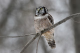Hawk Owl On Grey