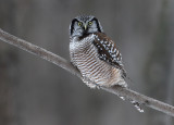 Hawk Owl On A Grey Day