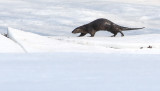 River Otter On Ice