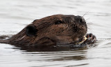 Beaver Eating While  Swimming