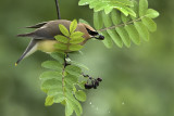 Rainy Day Waxwing