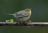 Blackpoll Warbler