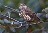 Female Purple Finch 