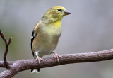 Wintry Goldfinch