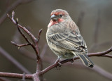 House Finch(m)