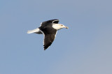 Great Black-backed Gull