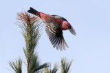 Pine Grosbeak Male