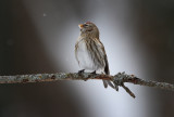 Common Redpoll But Not That Common