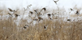Partial Flock
