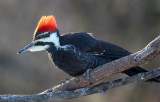 Pileated Woodpecker (f) Return Visit