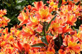 DSCF6153.jpg