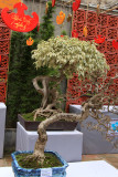 IMG_6724.JPG