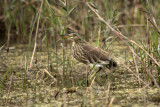 IMG_6980.JPG