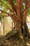 Plain of Jars