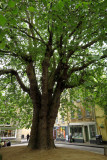 IMG_1512.JPG