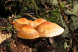 IMG_5556.JPG