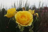 IMG_6303.JPG