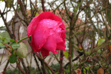 IMG_6362.JPG