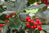 IMG_6557.JPG