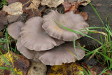 IMG_6615.JPG