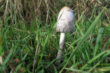 IMG_6675.JPG